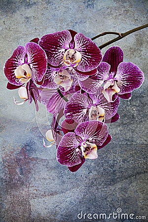 Violet orchids detail Stock Photo