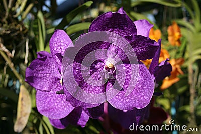 Violet orchids on green background. Vanda Orchid. Stock Photo