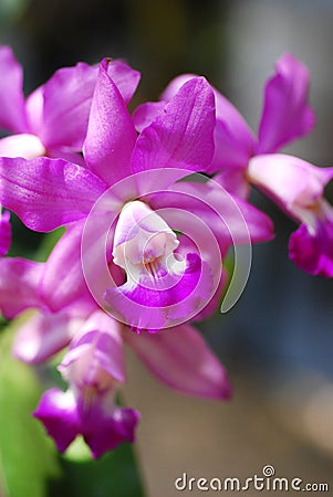 Violet orchids in tropical garden Stock Photo