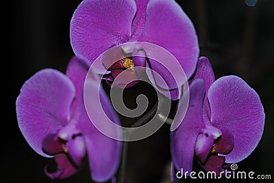 Violet orchids with yellow center Stock Photo