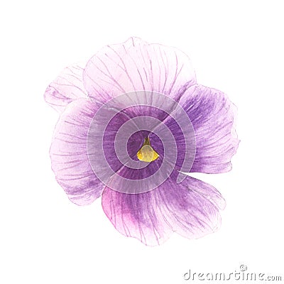 Violet pansies watercolor illustration. Spring flower isolated on white background. Cartoon Illustration