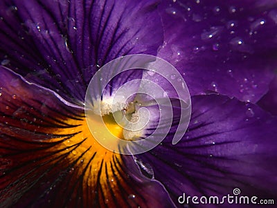 Violet pansy Stock Photo