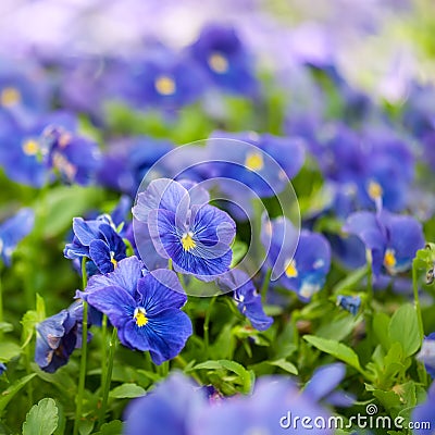 Violet pansy flowers Stock Photo