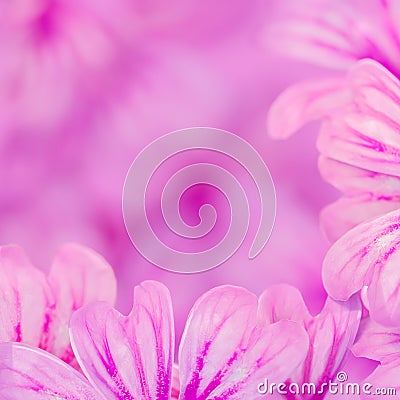 Violet petals floral frame on a blurred violet background. Stock Photo