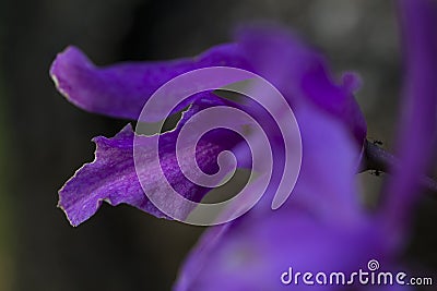 Violet petals of orchid macrophoto. Exotic plant in tropical garden. Stock Photo