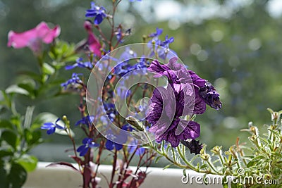 Violet petunia and blue lobelia in flower pot. Balcony greening. Stock Photo