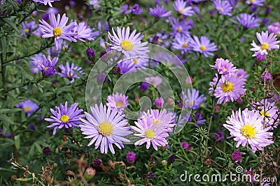Violet and pink flowers of Michaelmas daisies Stock Photo
