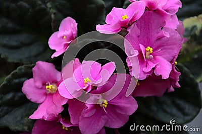 Violet with pink flowers and spots on leaves Stock Photo