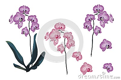 Violet and Pink Orchid Tropical Flowers branch in Watercolor Style. Stock Photo