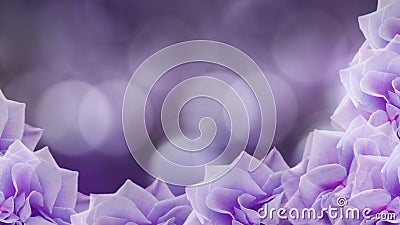 Violet-pink roses flowers on blurred purple background. floral background. colored wallpaper for design Stock Photo