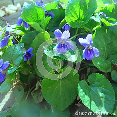 Violet - polish flowers Stock Photo