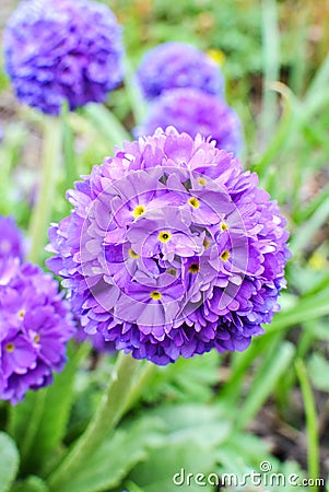 Violet primrose Primula denticulata Stock Photo