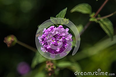 Violet Primula Denticulata, Drumstick Primrose: Flowering Plant Stock Photo