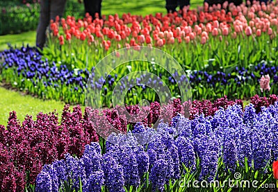 Violet and purple hyacinths in a field with red and pink tulips Stock Photo