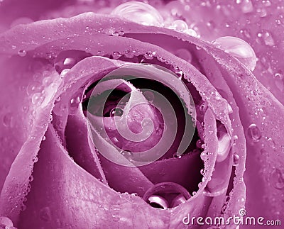 Violet rose Stock Photo