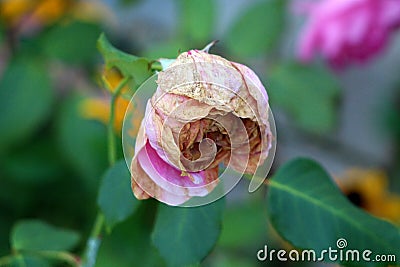 Violet rose with fully closed thick petals starting to wither and fall off with dark green leaves background Stock Photo