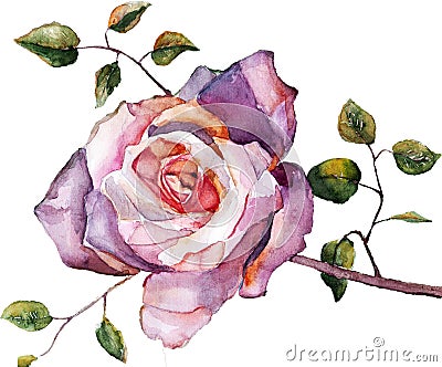 Violet rose , watercolor, handmade Stock Photo