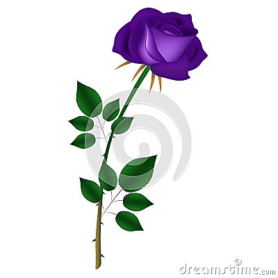 Violet rose on a white background. Vector Illustration