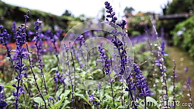 Violet Salvia Divinorum or Sage Of The Diviners flower detail close up at the garden Stock Photo