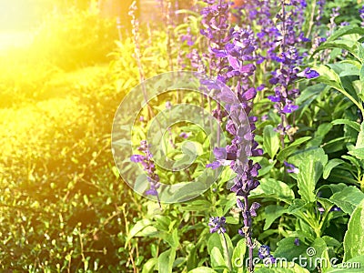 Violet Salvia sclarea flower in the garden under soft sunlight. Stock Photo