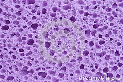 Violet sponge with porous texture Stock Photo