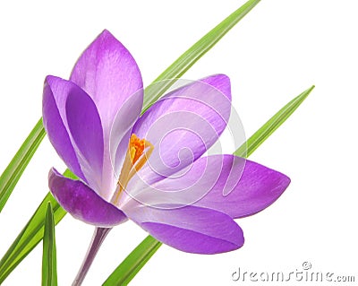 Violet spring crocuses Stock Photo