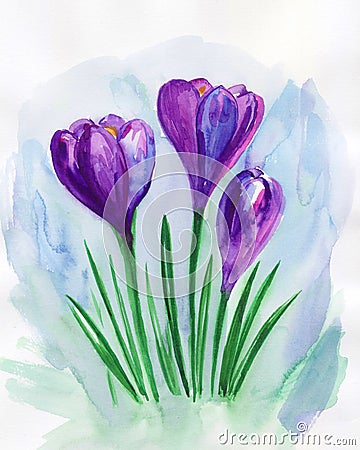 Violet spring crocuses. Floral greeting card. Violet floral bouquet.Watercolor illustration Cartoon Illustration