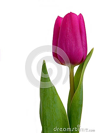 Violet spring tulip Stock Photo