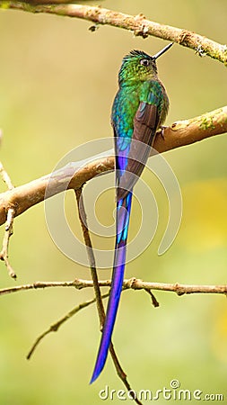 Violet-tailed Sylph hummingbird Stock Photo