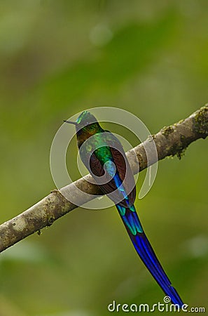 violet-tailed sylph hummingbird Stock Photo