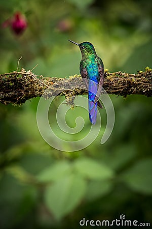 Violet-tailed sylph sitting on branch, hummingbird from tropical forest,Colombia,bird perching,tiny beautiful bird resting on flo Stock Photo