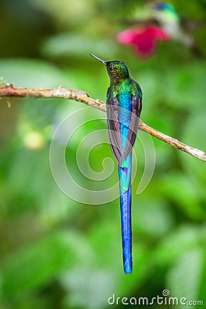 Violet-tailed sylph sitting on branch, hummingbird from tropical forest,Ecuador,bird perching,tiny beautiful bird resting Stock Photo