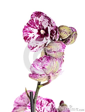 Violet tiger orchid on white Stock Photo