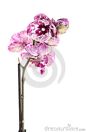 Violet tiger orchid on white Stock Photo