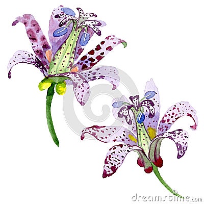Violet tricyrtis floral botanical flowers. Watercolor background illustration set. Isolated lily illustration element. Cartoon Illustration