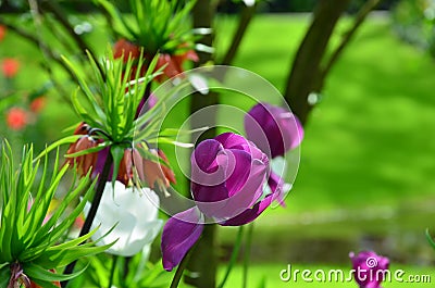 Violet tulips, in spring, under the bright sun in the garden of Keukenhof-Lisse, Holland Stock Photo