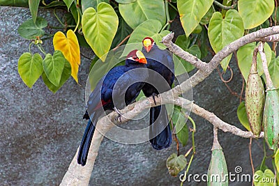 The violet turaco bird, also known as the violaceous plantain eater Musophaga violacea in West Africa show its beautiful purple Stock Photo