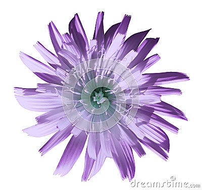 Violet-turquoise flower dandelion, garden flower, white isolated background with clipping path. Closeup. no shadows. Stock Photo