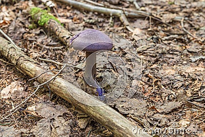 Violet veil mushroom cortinarius violaceus in a forest grows from leaves, Germany Stock Photo