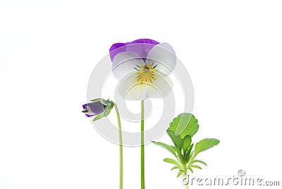 Violet viola tricolor Stock Photo