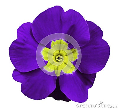 Violet violets flower white isolated background with clipping path. Closeup. no shadows. For design. Stock Photo