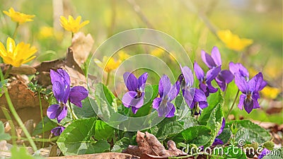Violet violets flowers bloom in the spring forest Stock Photo