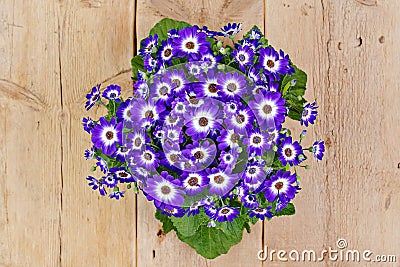 Violet and white flowers over wooden background Stock Photo