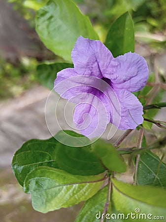 Violet wild petunia purple flower green leaf Stock Photo