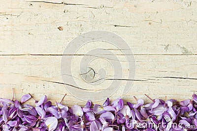 Violet wisteria flowers Stock Photo