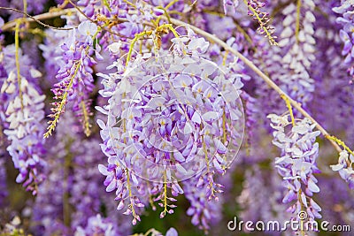 Violet Wisteria flowers in spring Stock Photo