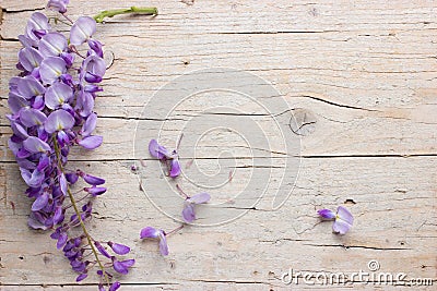 Violet wisteria flowers Stock Photo