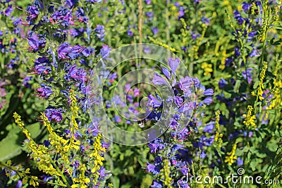 Violet and yellow flower with bublebee, macro photo Stock Photo