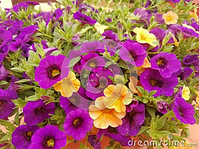 Violet Yellows Flowers Nature Photo Stock Photo