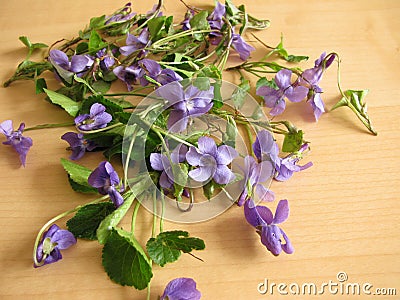 Violets Stock Photo